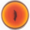 Mingjian Organic #18 "Red Lion" Black Tea