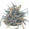 Sandimen Wild "Assamica Guardian" Oolong Tea - Spring 2019